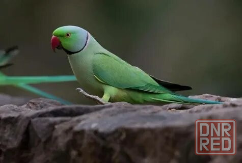 Ожереловые попугаи Зеленые Донецк - изображение 3