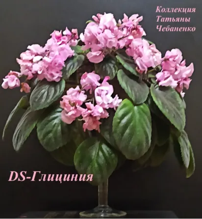 Фиалки-сенполии.Донецк. Донецк