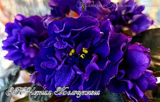 Фиалки-сенполии.Донецк. Донецк