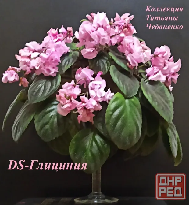 Фиалки-сенполии.Донецк. Донецк - изображение 5