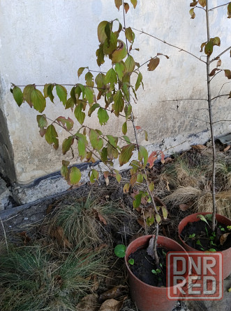 Продам кизил Донецк - изображение 4