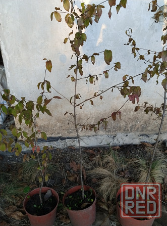Продам кизил Донецк - изображение 3