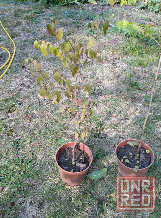 Продам кизил Донецк - изображение 5