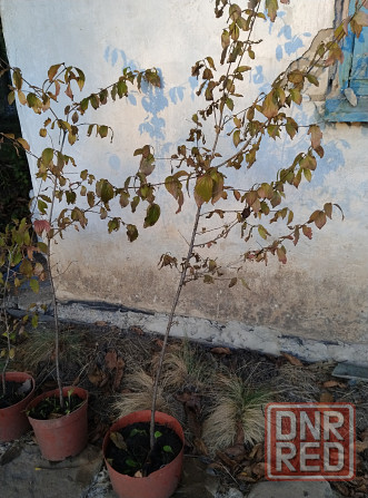 Продам кизил Донецк - изображение 2