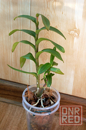 Орхидея эпидендрум Донецк - изображение 4