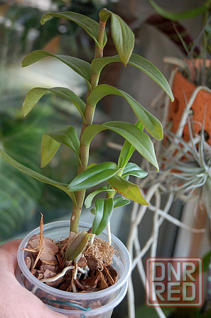Орхидея эпидендрум Донецк - изображение 3