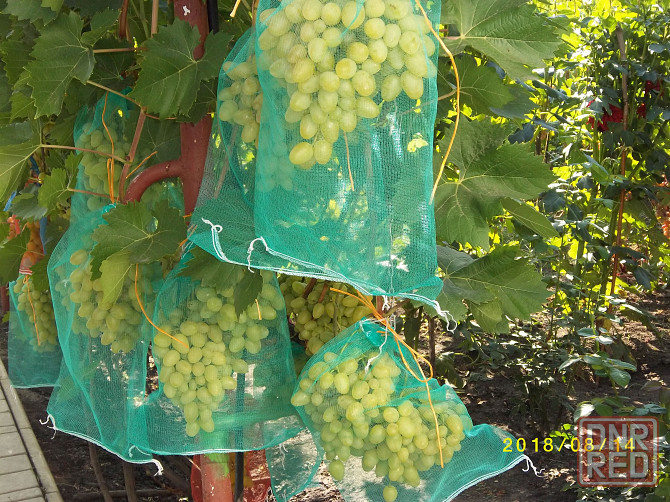 саженцы винограда весна 2024 Донецк - изображение 1