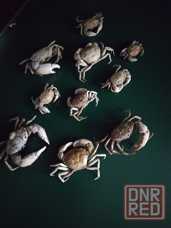 Маленькие крабы - крабики для рукоделия Донецк - изображение 7