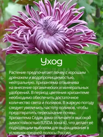 Хризантемы "Седая дама" Донецк
