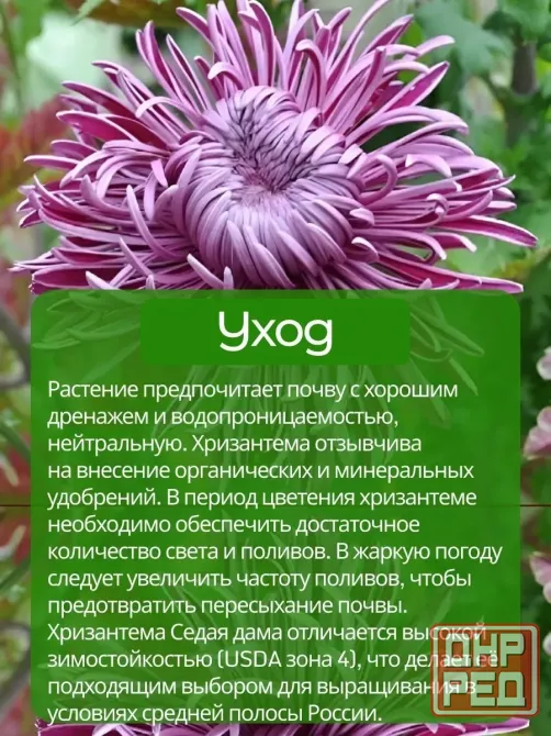 Хризантемы "Седая дама" Донецк - изображение 3