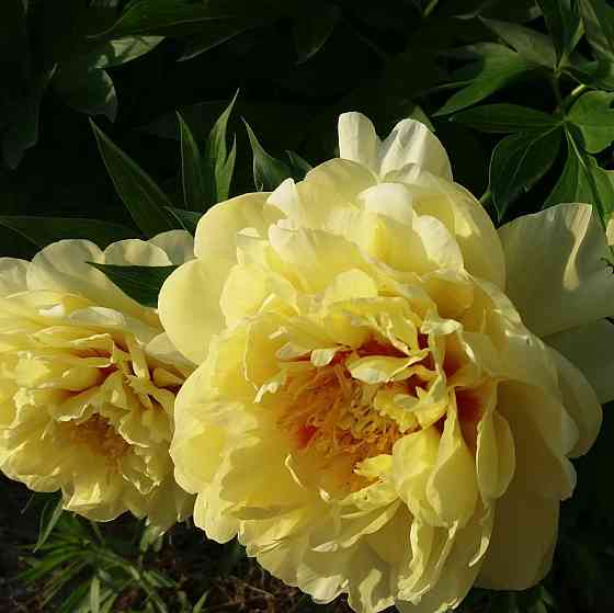 Пион сортовой желтый, красный, белый Донецк