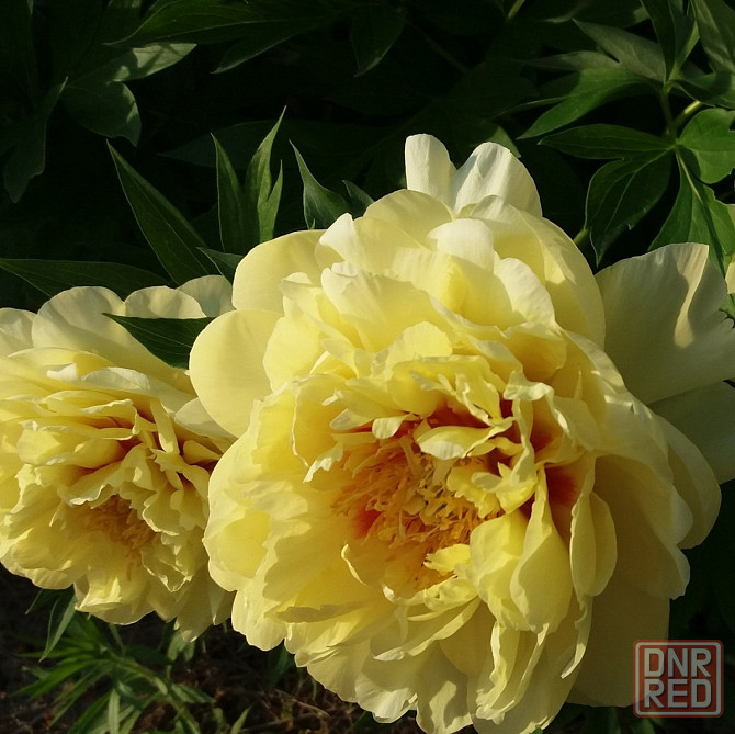Пион сортовой желтый, красный, белый Донецк - изображение 1