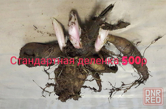 Пион сортовой желтый, красный, белый Донецк - изображение 5