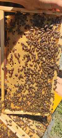 Пчелосемьи, отводки, пчелопакеты Донецк