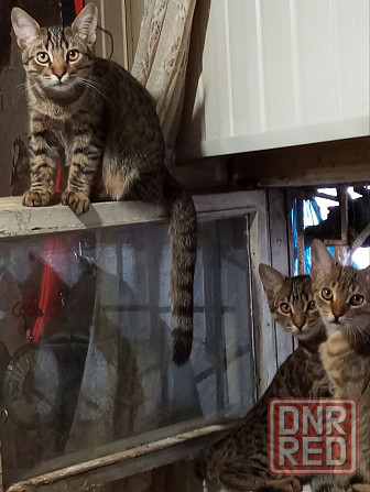 Взрослые котики Донецк - изображение 3