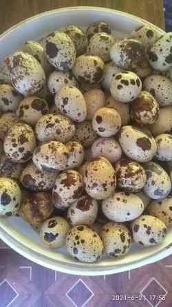 Инкубационное перепелиные яйца Донецк