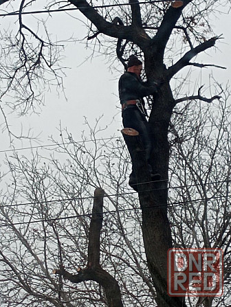 Валка деревьев любой сложности Донецк - изображение 2