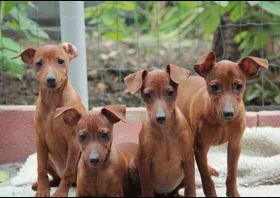 Дрессировка миниатюрных пород Донецк