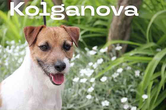 Дрессировка миниатюрных пород Донецк