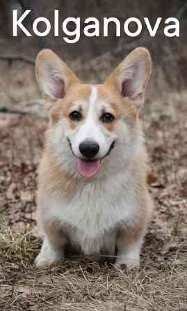 Дрессировка миниатюрных пород Донецк