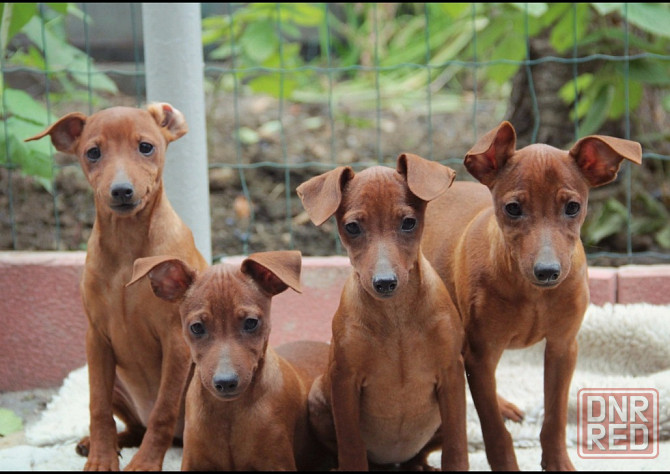 Дрессировка миниатюрных пород Донецк - изображение 6