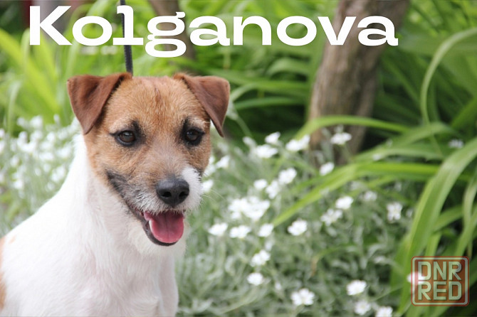 Дрессировка миниатюрных пород Донецк - изображение 3