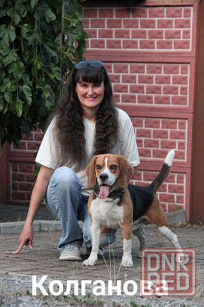 Дрессировка миниатюрных пород Донецк - изображение 2