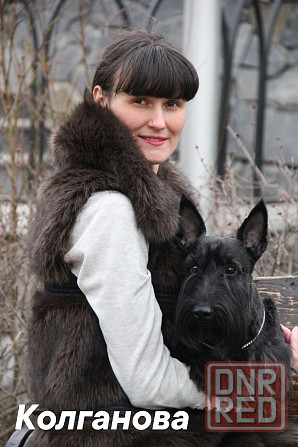 Дрессировка миниатюрных пород Донецк - изображение 5