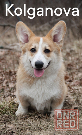 Дрессировка миниатюрных пород Донецк - изображение 1