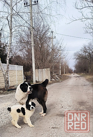 Щенки Среднеазиатской овчарки САО, алабай, волкодав Донецк - изображение 2