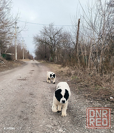 Щенки Среднеазиатской овчарки САО, алабай, волкодав Донецк - изображение 3