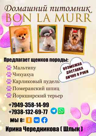 Кукольные щеночки Чихуахуа Луганск