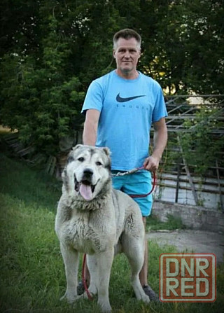 Среднеазиатская овчарка щенки, вязка. Донецк - изображение 1