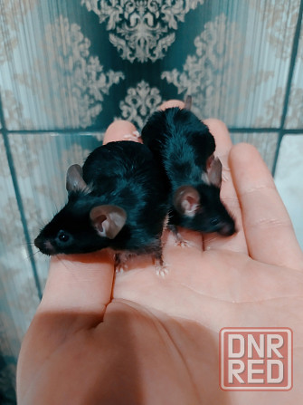 Мышки Кудрявые|Сатиновые разных цветов Донецк - изображение 2