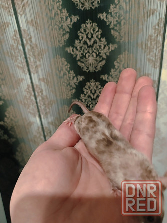 Мышки Кудрявые|Сатиновые разных цветов Донецк - изображение 6