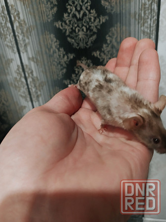 Мышки Кудрявые|Сатиновые разных цветов Донецк - изображение 5