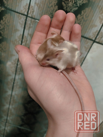 Мышки Кудрявые|Сатиновые разных цветов Донецк - изображение 1