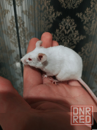 Мышки Кудрявые|Сатиновые разных цветов Донецк - изображение 8