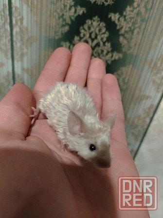 Мышки Кудрявые|Сатиновые разных цветов Донецк - изображение 3