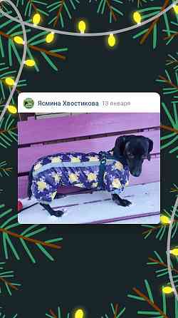 Одежда для собак Донецк