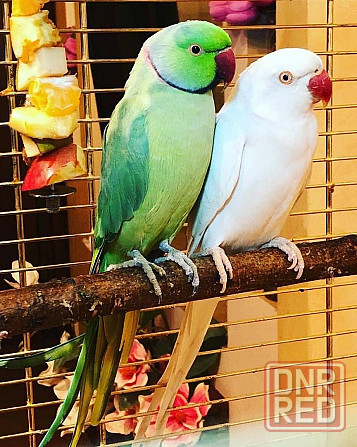 Ожереловые Зелёные Попугаи Донецк - изображение 4