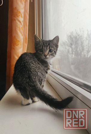 Котята ждут своих родителей Донецк - изображение 2