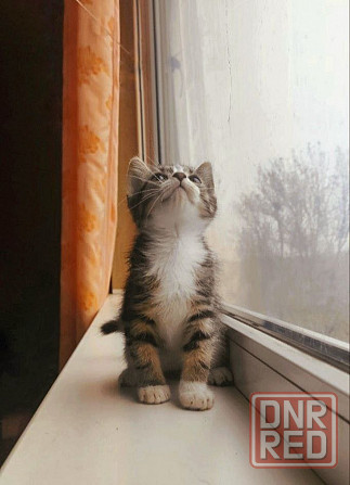 Котята ждут своих родителей Донецк - изображение 5