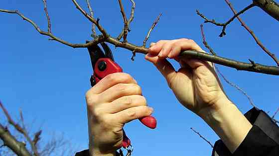 Обрезка плодовых деревьев услуги садовника Волноваха