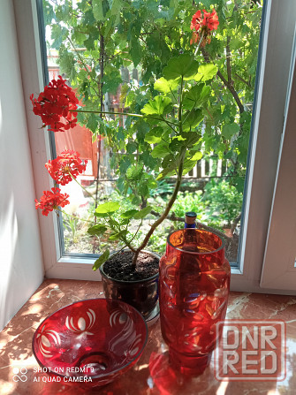 Пеларгония, герань, калачик красный ,розовый Донецк - изображение 5