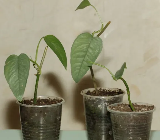 Черенки монстеры дубии (Monstera dubia) и Сильвер Лиф (Monstera Silver Leaf) Донецк