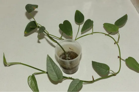 Черенки монстеры дубии (Monstera dubia) и Сильвер Лиф (Monstera Silver Leaf) Донецк