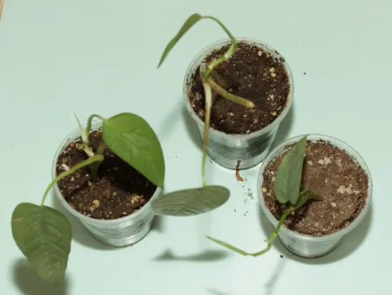 Черенки монстеры дубии (Monstera dubia) и Сильвер Лиф (Monstera Silver Leaf) Донецк