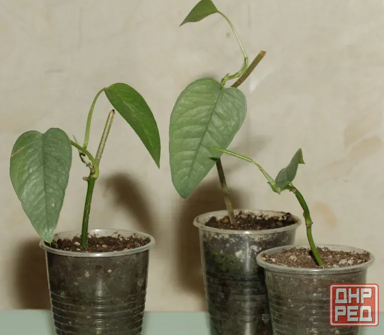 Черенки монстеры дубии (Monstera dubia) и Сильвер Лиф (Monstera Silver Leaf) Донецк - изображение 6