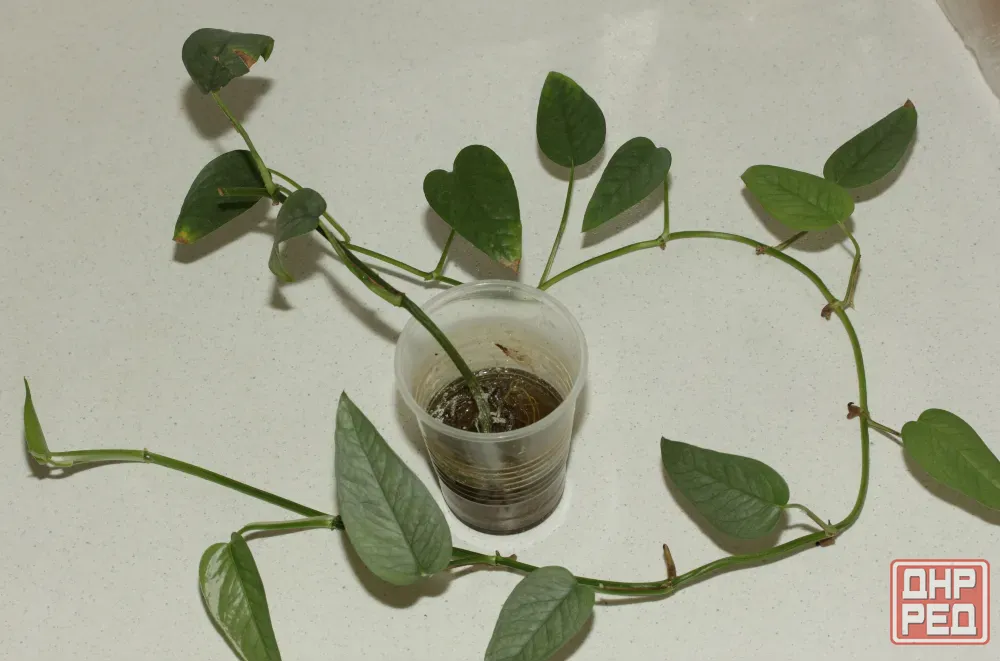 Черенки монстеры дубии (Monstera dubia) и Сильвер Лиф (Monstera Silver Leaf) Донецк - изображение 4